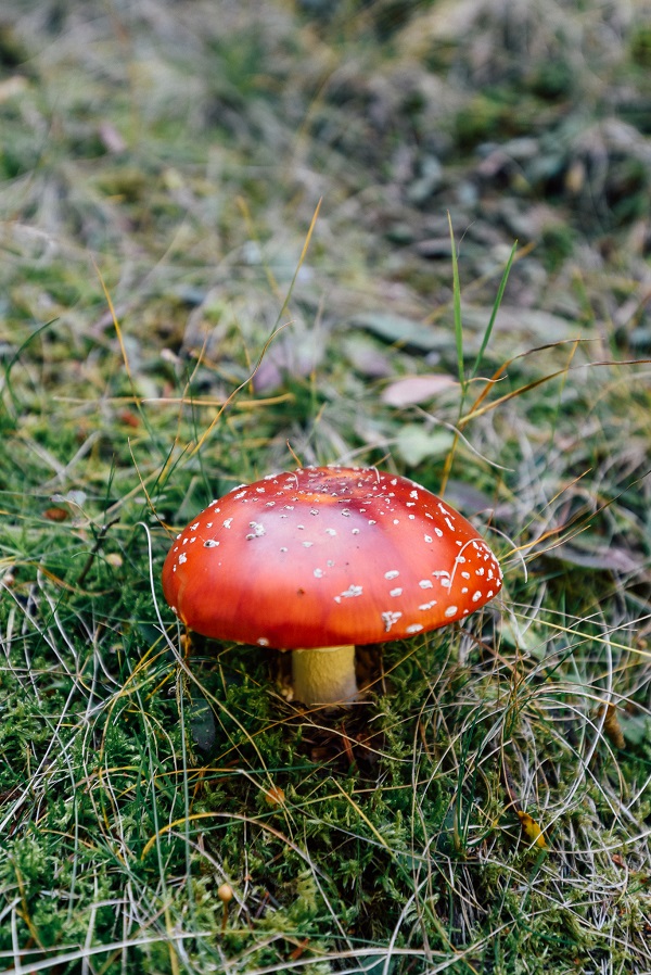 DSC_4549